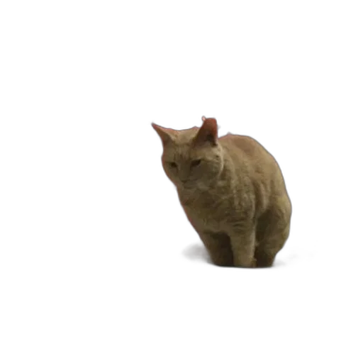 animal, creature, staff, robot transparent PNG cut-out