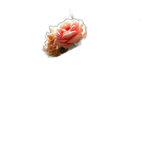 jewelry, food, crown, flower transparent PNG cut-out