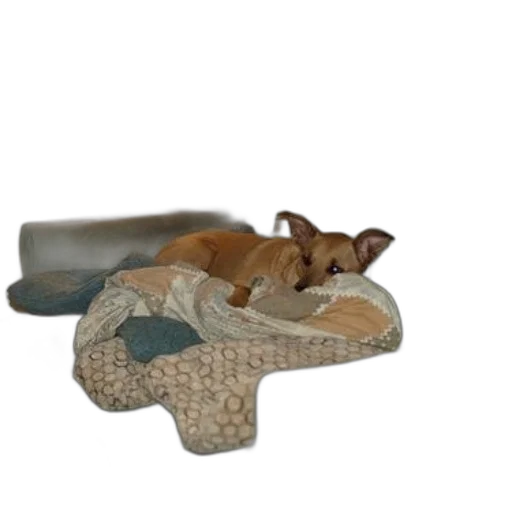 furniture, shoes, animal, hat transparent PNG cut-out