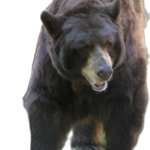 animal, creature, staff, photorealistic transparent PNG cut-out