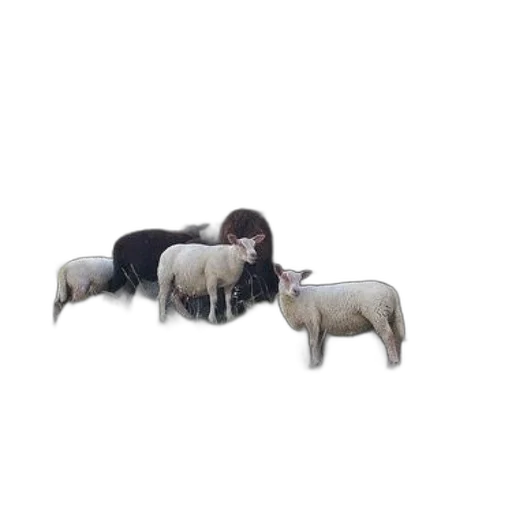 animal, creature, food, furniture transparent PNG cut-out