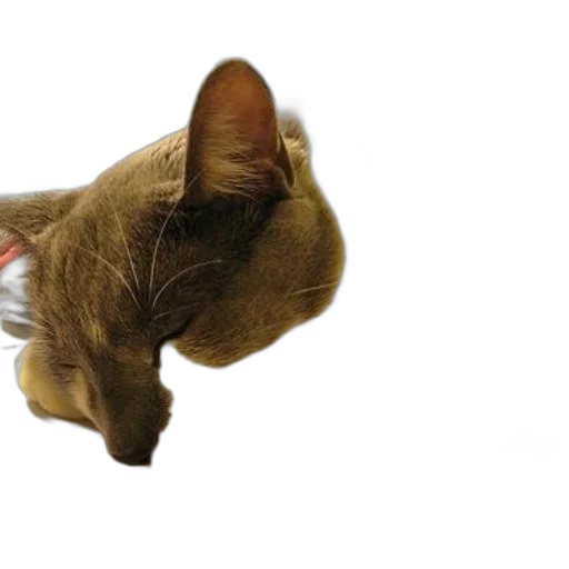 animal, staff, hat, mask transparent PNG cut-out