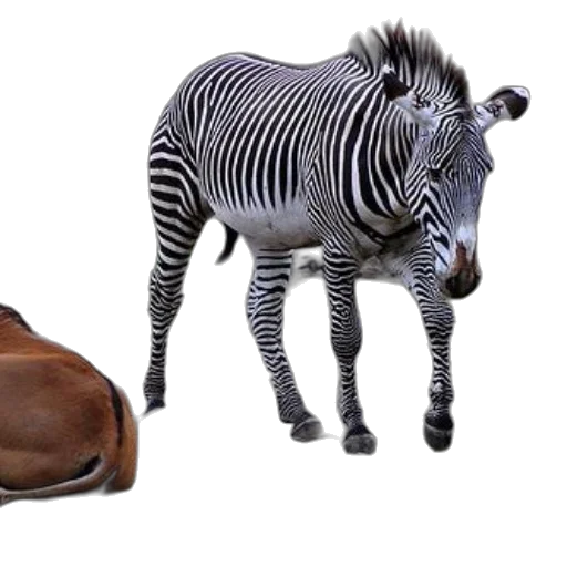 animal, creature, furniture, shoes transparent PNG cut-out