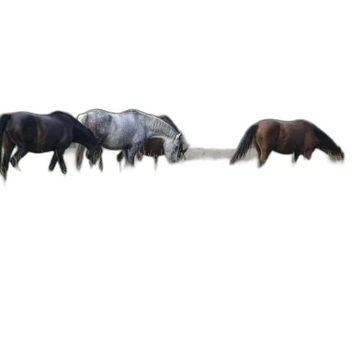 animal, furniture, creature, staff transparent PNG cut-out