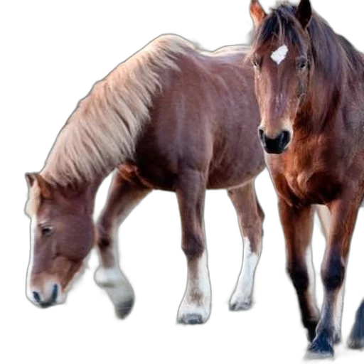 animal, creature, hair, photorealistic transparent PNG cut-out