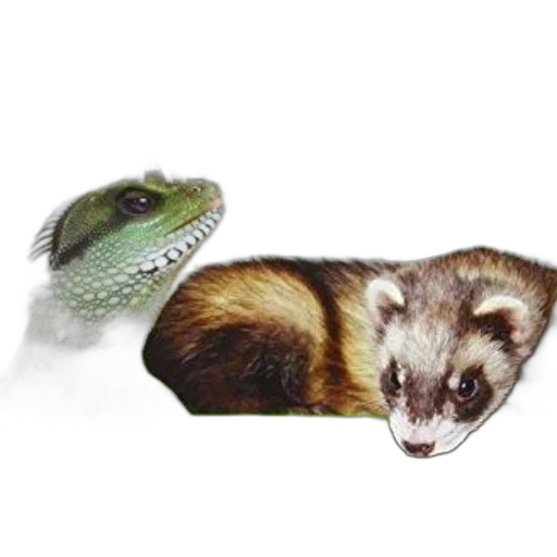 animal, creature, hat, staff transparent PNG cut-out