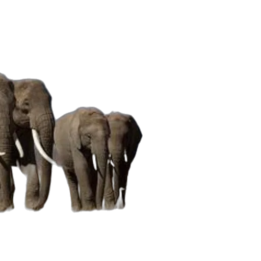 animal, creature, 3d render, concept art transparent PNG cut-out