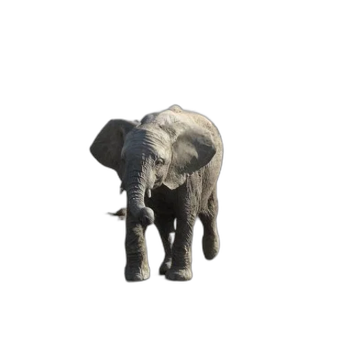 animal, creature, staff, weapon transparent PNG cut-out