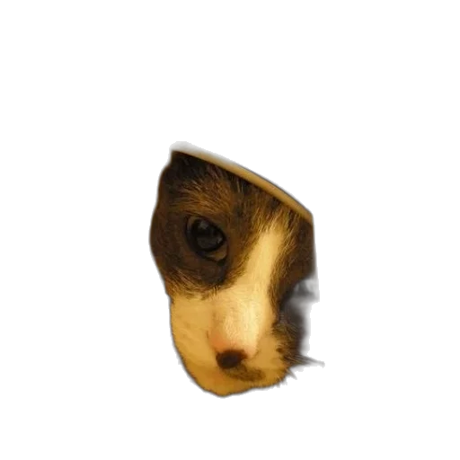 animal, mask, face, staff transparent PNG cut-out