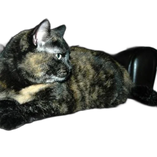 staff, animal, jewelry, crown transparent PNG cut-out
