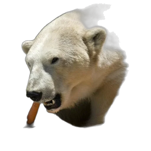 animal, creature, staff, food transparent PNG cut-out