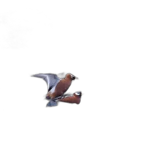 dragon, animal, creature, weapon transparent PNG cut-out