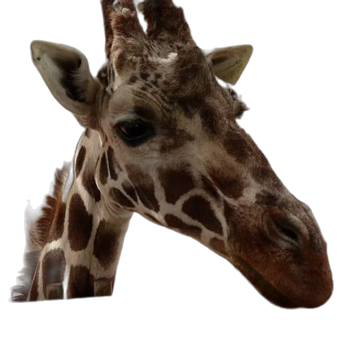 animal, creature, staff, face transparent PNG cut-out