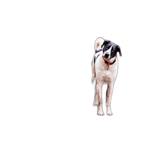 animal, staff, creature, face transparent PNG cut-out
