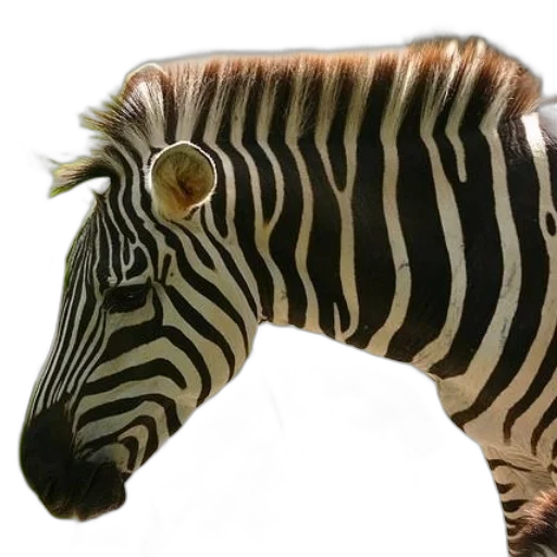 animal, creature, staff, weapon transparent PNG cut-out