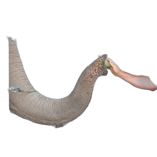 animal, staff, creature, jewelry transparent PNG cut-out