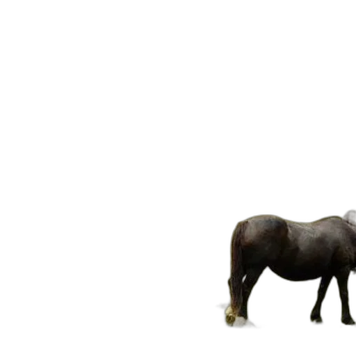 animal, creature, staff, hair transparent PNG cut-out