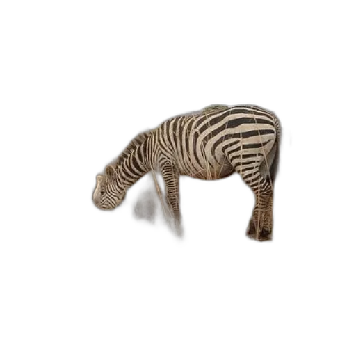 animal, creature, hair, furniture transparent PNG cut-out