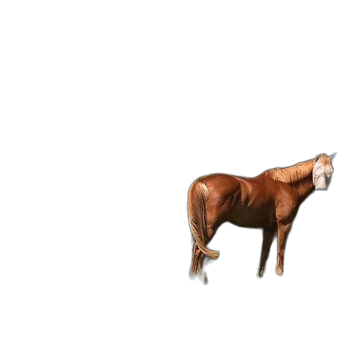 animal, creature, furniture, hair transparent PNG cut-out