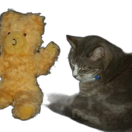 animal, 3d render, photorealistic, cat transparent PNG cut-out