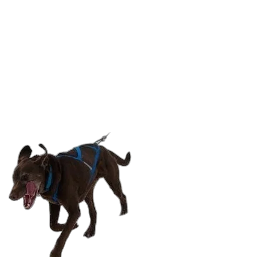 animal, staff, creature, dragon transparent PNG cut-out
