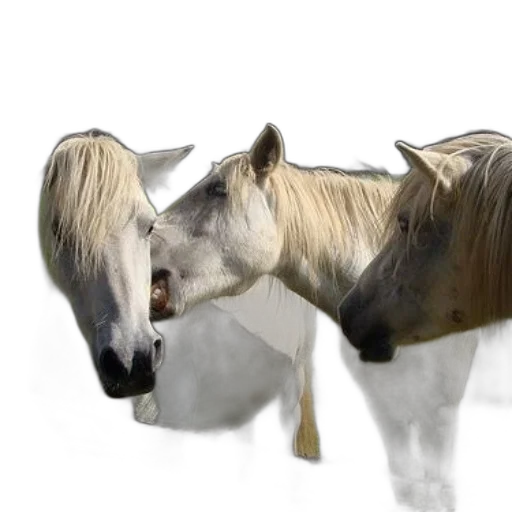 animal, hair, creature, photorealistic transparent PNG cut-out