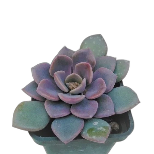 crown, jewelry, flower, hat transparent PNG cut-out