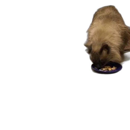 food, animal, creature, shoes transparent PNG cut-out