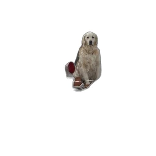 animal, shoes, creature, staff transparent PNG cut-out