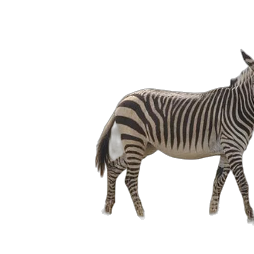 animal, creature, 3d render, photorealistic transparent PNG cut-out