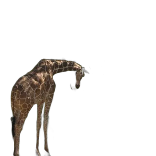 animal, creature, staff, hair transparent PNG cut-out