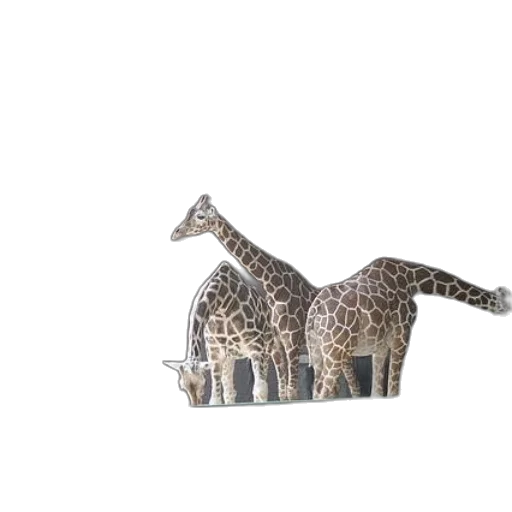 animal, furniture, car, jewelry transparent PNG cut-out