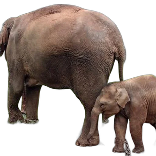 animal, photorealistic, concept art, baby transparent PNG cut-out