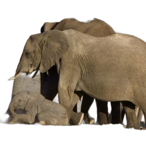 animal, concept art, 3d render, photorealistic transparent PNG cut-out