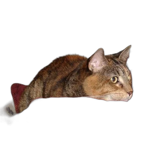 animal, staff, creature, shoes transparent PNG cut-out