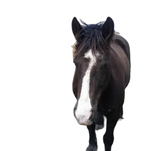 animal, hat, creature, staff transparent PNG cut-out