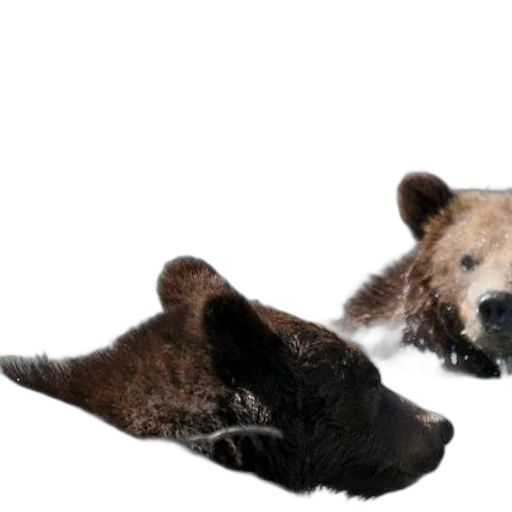 animal, creature, mask, photorealistic transparent PNG cut-out