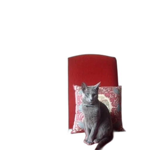 furniture, animal, staff, hat transparent PNG cut-out