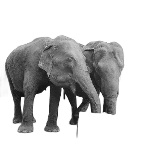animal, creature, staff, photorealistic transparent PNG cut-out
