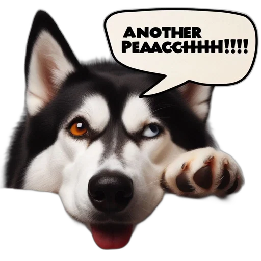 dog, striking, blue, eyes transparent PNG cut-out