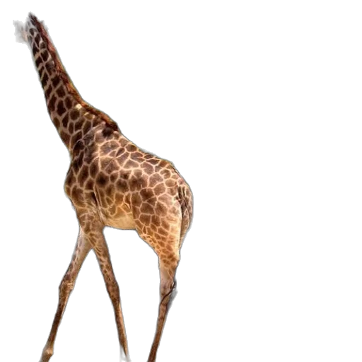 animal, creature, staff, umbrella transparent PNG cut-out