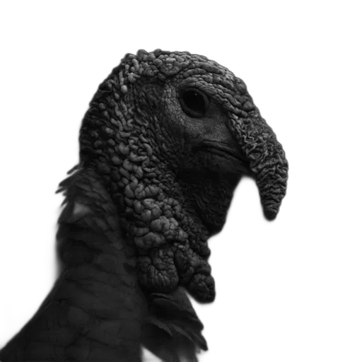 animal, dragon, creature, mask transparent PNG cut-out