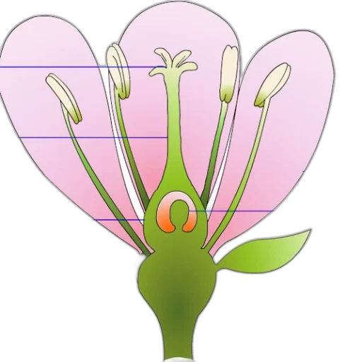 flower, crown, staff, jewelry transparent PNG cut-out