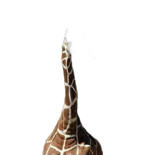 animal, bottle, hat, staff transparent PNG cut-out