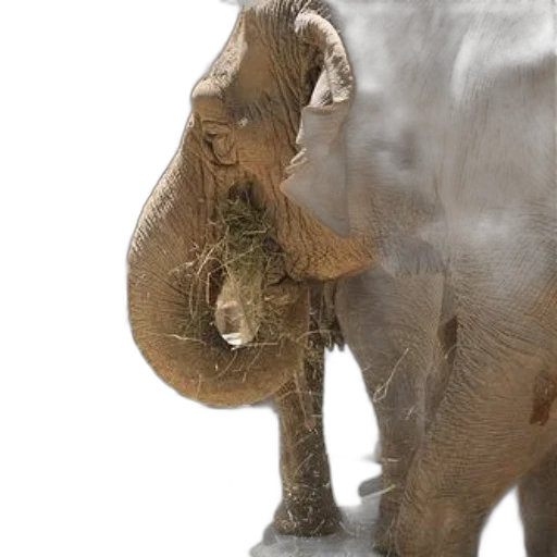 animal, creature, staff, weapon transparent PNG cut-out