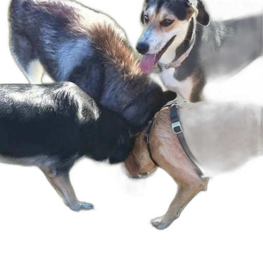 animal, creature, staff, weapon transparent PNG cut-out