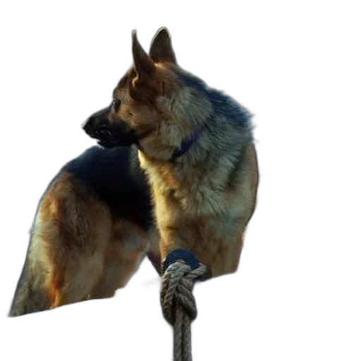 staff, animal, umbrella, weapon transparent PNG cut-out
