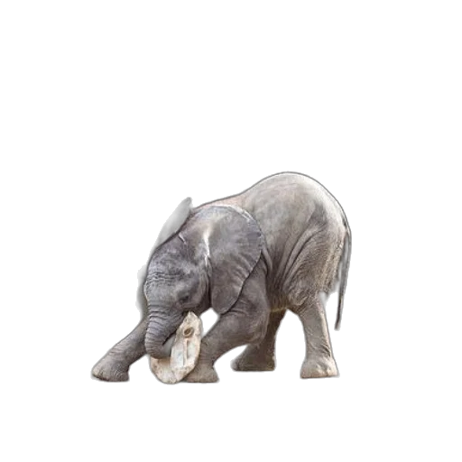 animal, creature, staff, jewelry transparent PNG cut-out