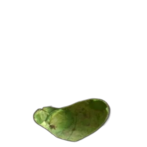 food, animal, weapon, shoes transparent PNG cut-out