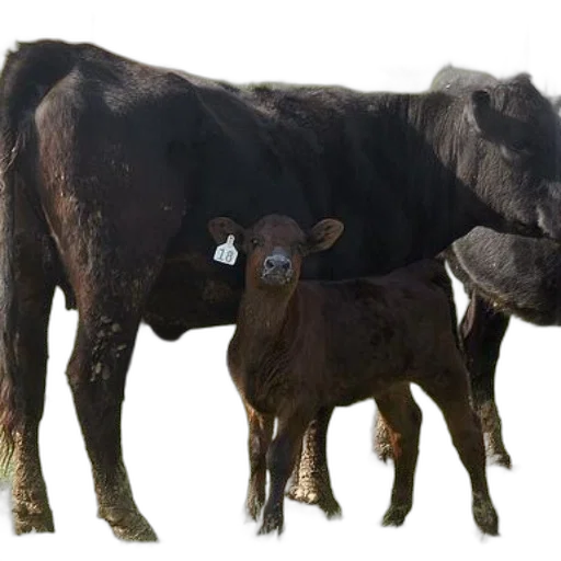 animal, creature, food, photorealistic transparent PNG cut-out